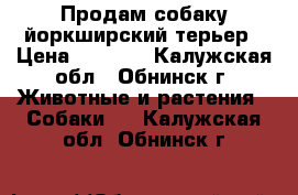 Продам собаку йоркширский терьер › Цена ­ 5 000 - Калужская обл., Обнинск г. Животные и растения » Собаки   . Калужская обл.,Обнинск г.
